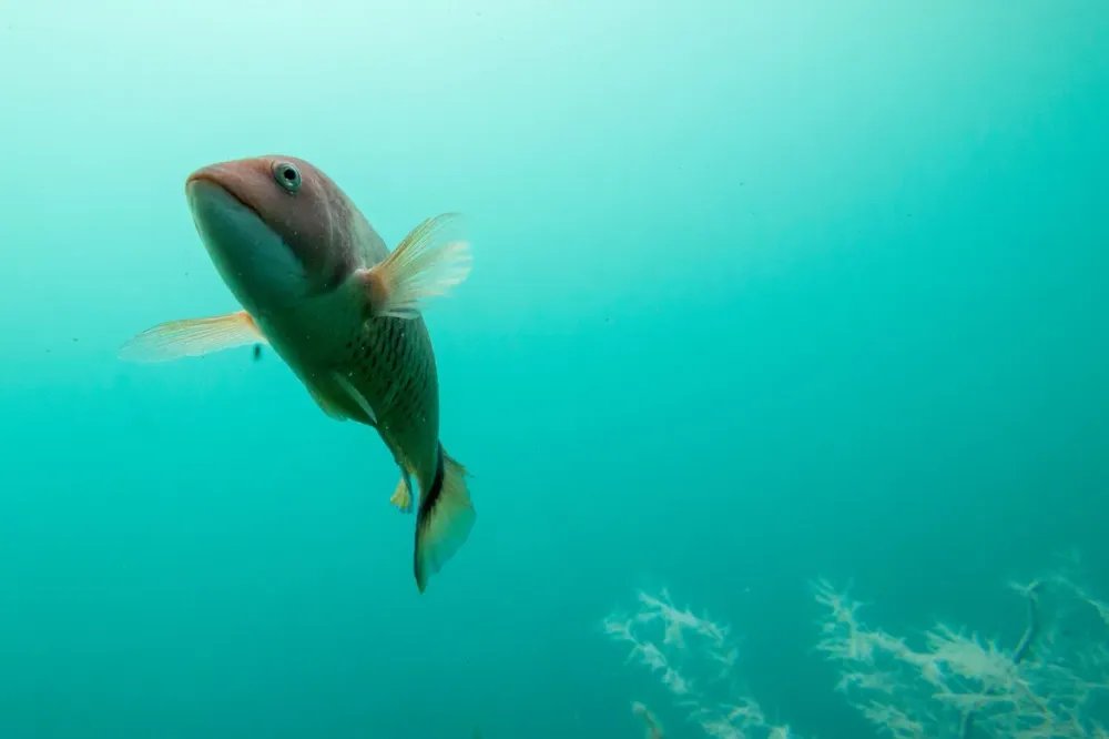 L’observatoire des poissons migrateur